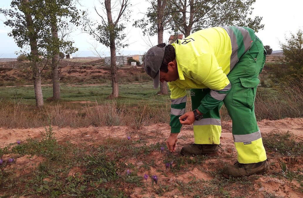 El azafrán cultivado por personas con discapacidad ya puede adquirirse en Diverco